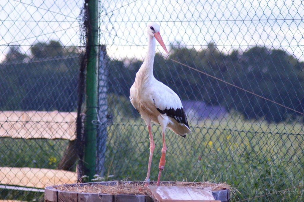Agroturystyka Klekusiowo Boleslawiec  Esterno foto