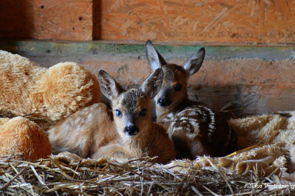 Agroturystyka Klekusiowo Boleslawiec  Esterno foto